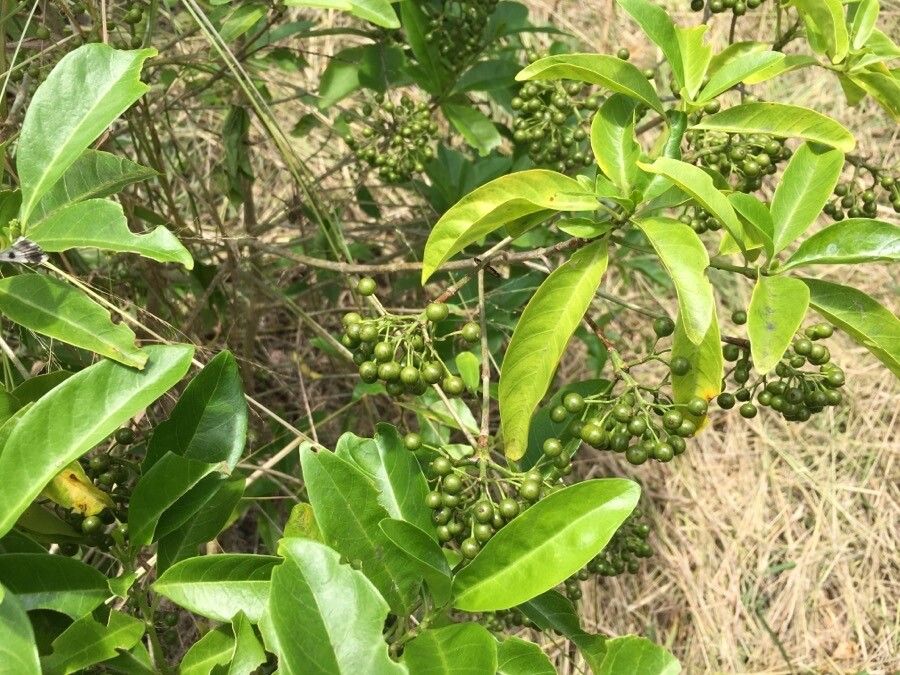Pavetta opulina fruit