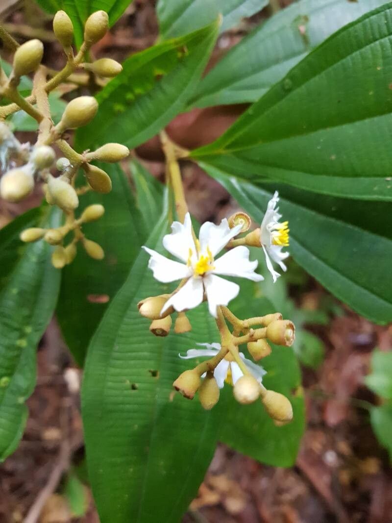 Miconia conorufescens flower