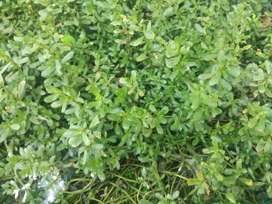 Bacopa monnieri habit