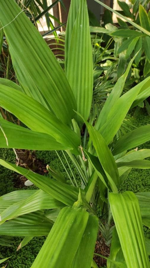 Dracaena aubryana leaf