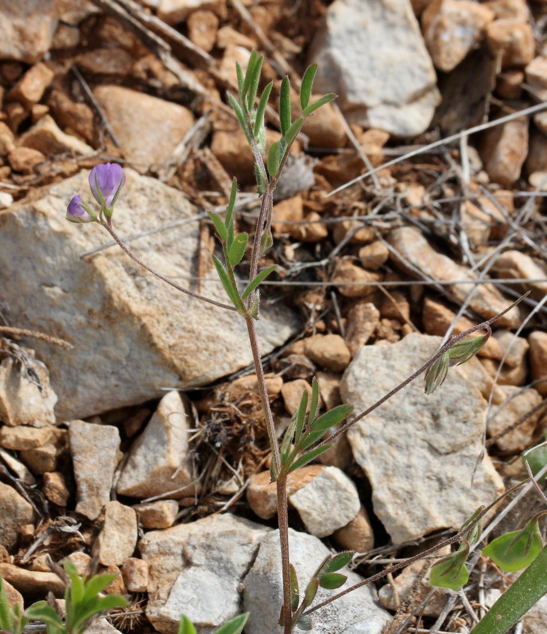 Lens nigricans habit