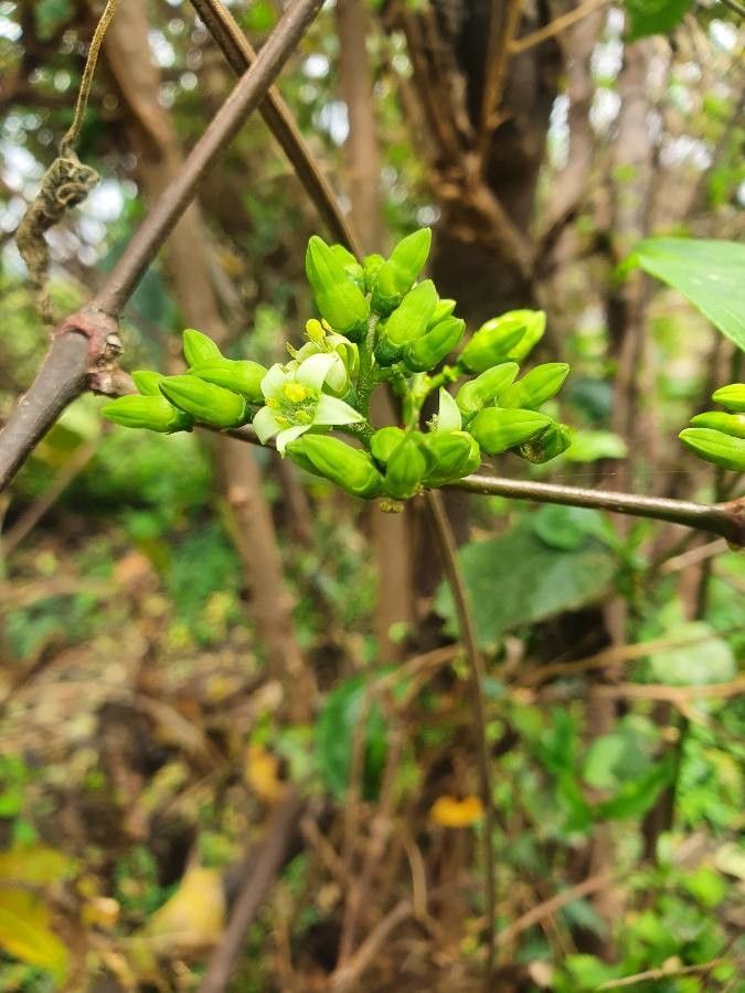 Vangueria madagascariensis flower