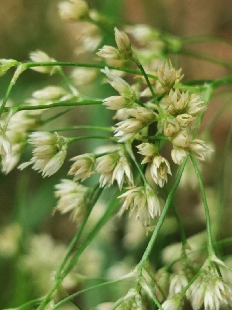 Luzula luzuloides flower