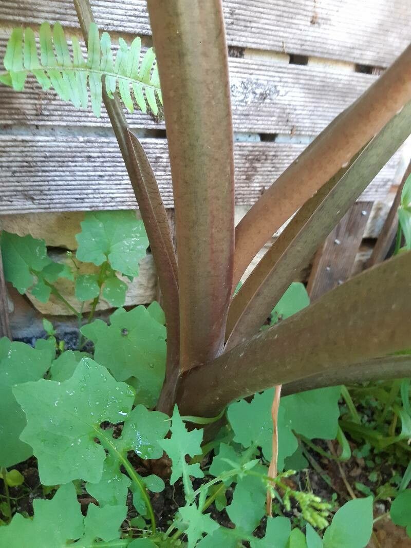Alocasia brisbanensis bark