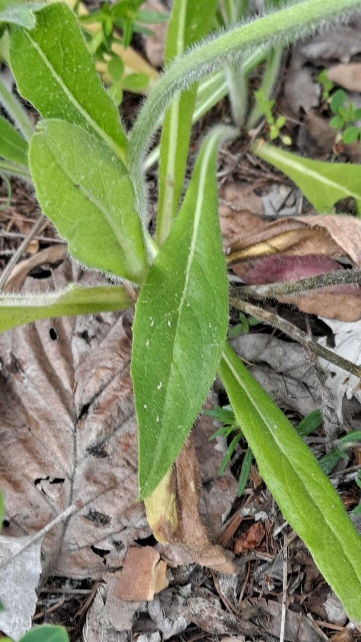 Pilosella cymosa — search result for 'Pilosella'