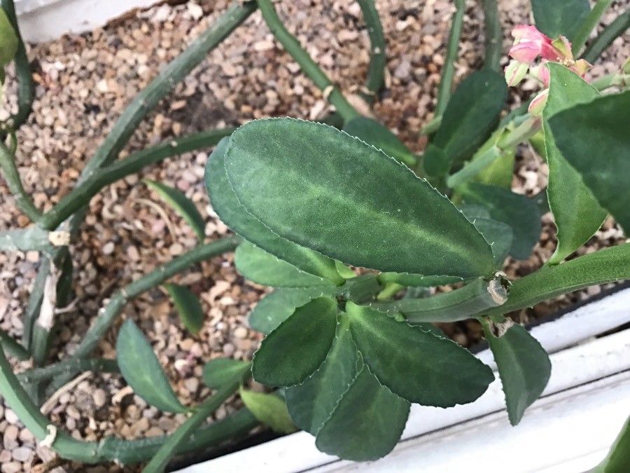 Euphorbia neococcinea — houseplant care guide