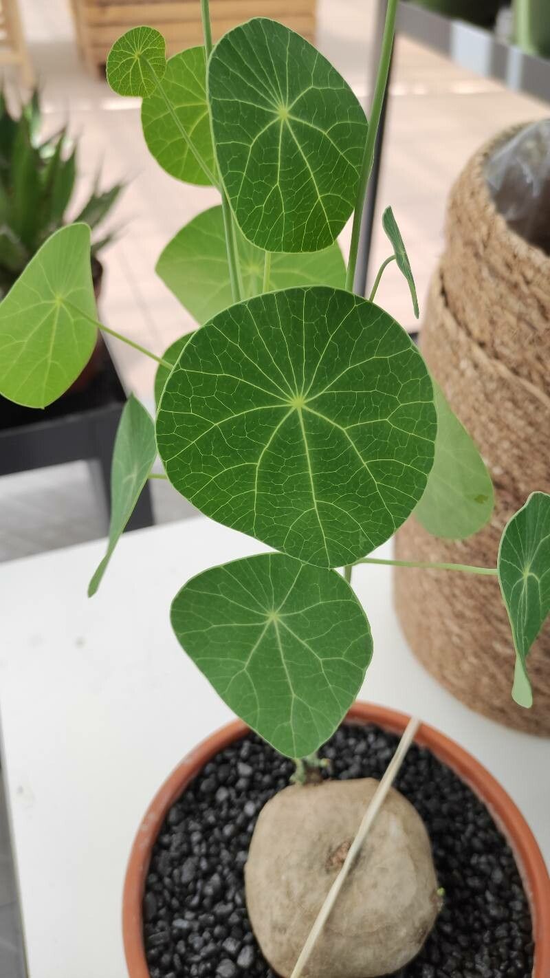 Stephania pierrei habit