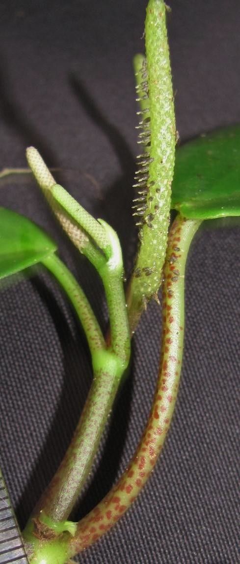 Peperomia distachyos — houseplant care guide