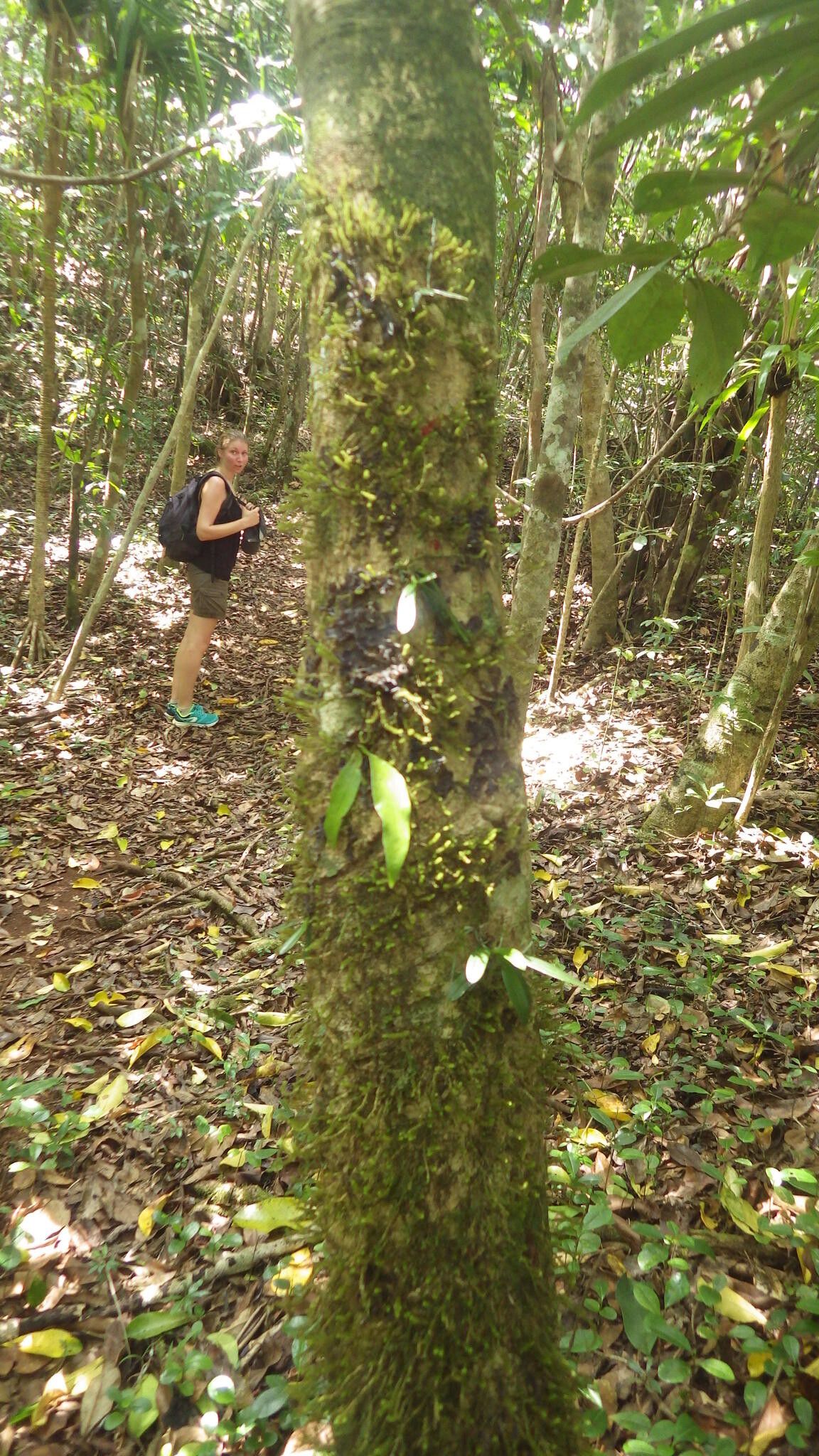 Aerangis hariotiana — search result for 'Aerangis'