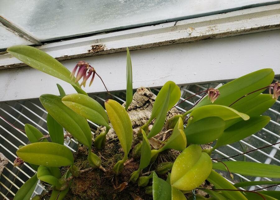 Bulbophyllum picturatum habit