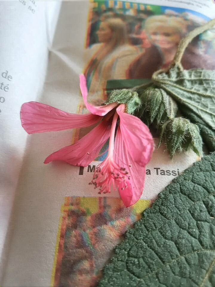 Pavonia schrankii flower