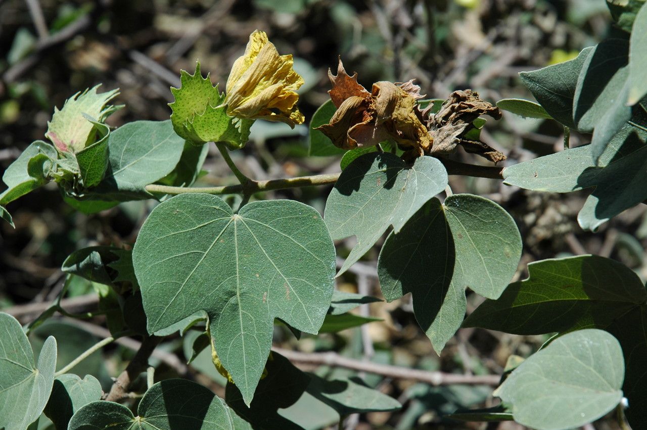 Gossypium tomentosum — search result for 'Gossypium'