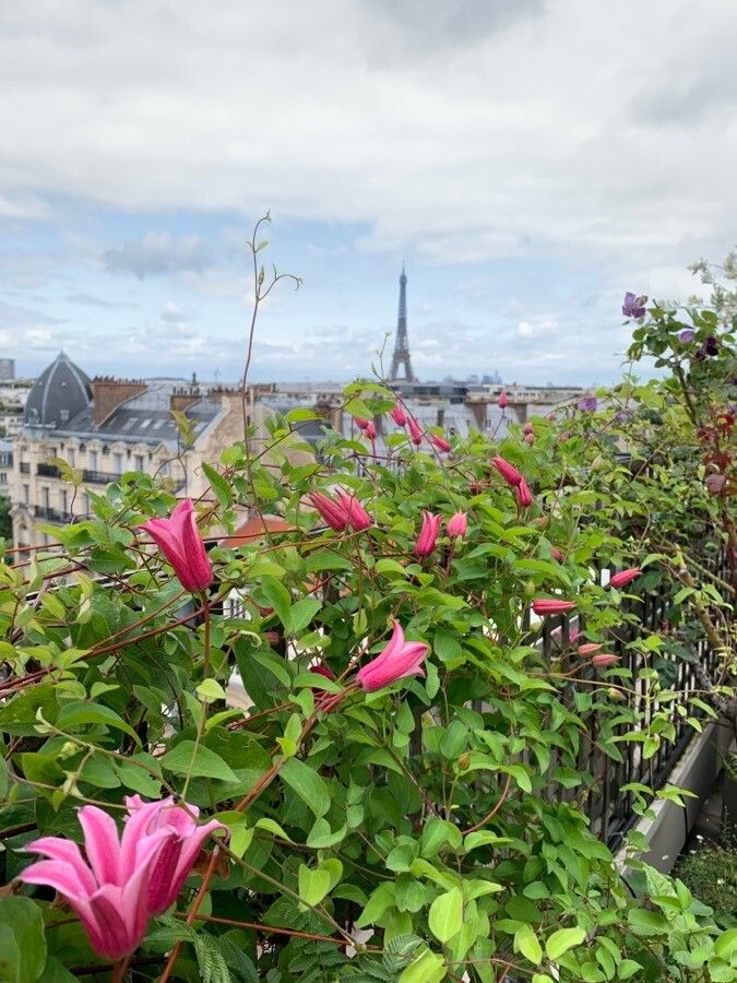 Clematis texensis flower