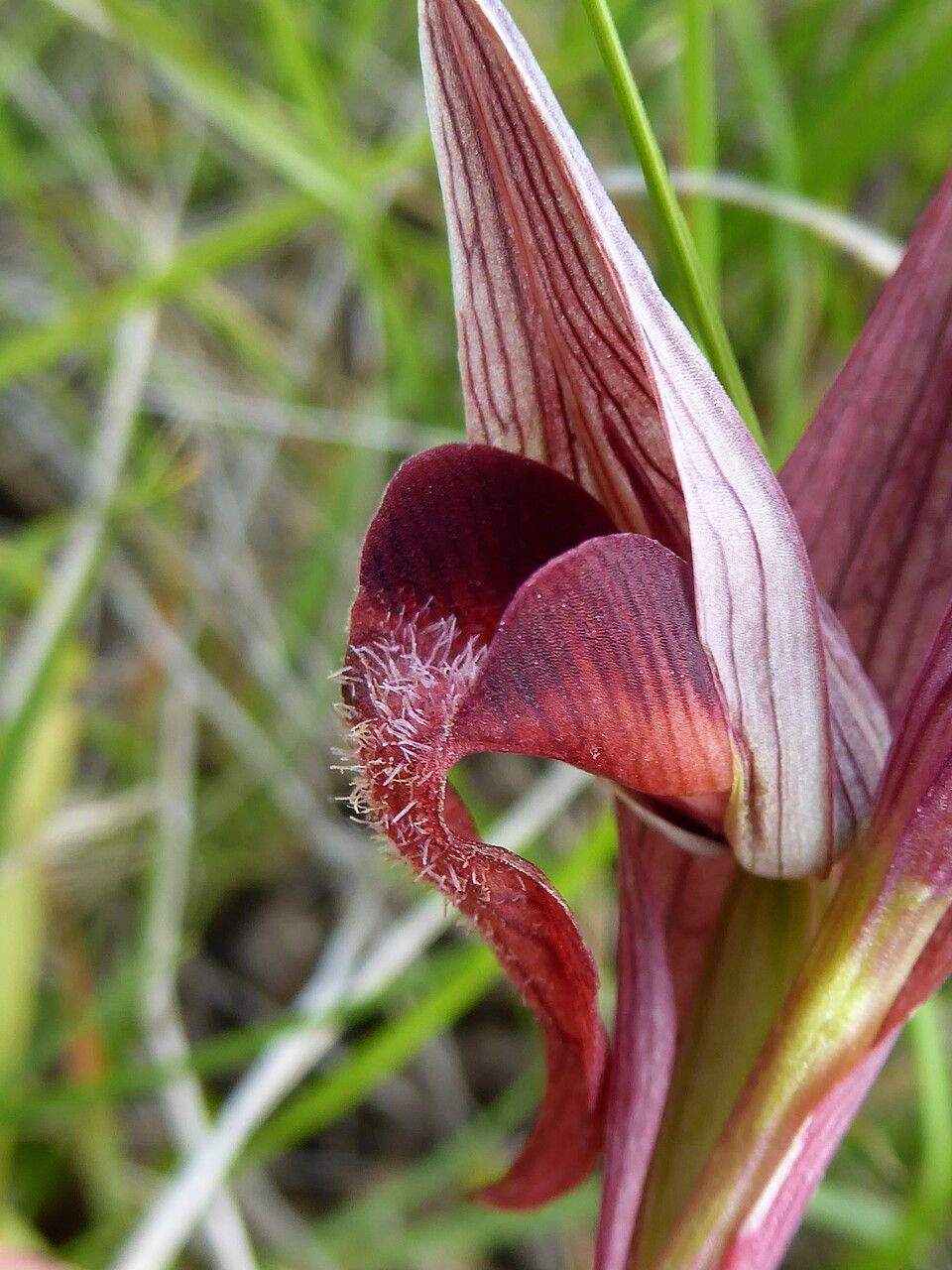 Serapias vomeracea flower