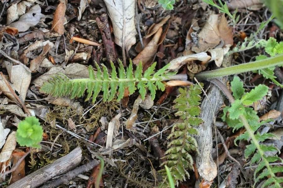 Pedicularis brachyodonta — houseplant care guide