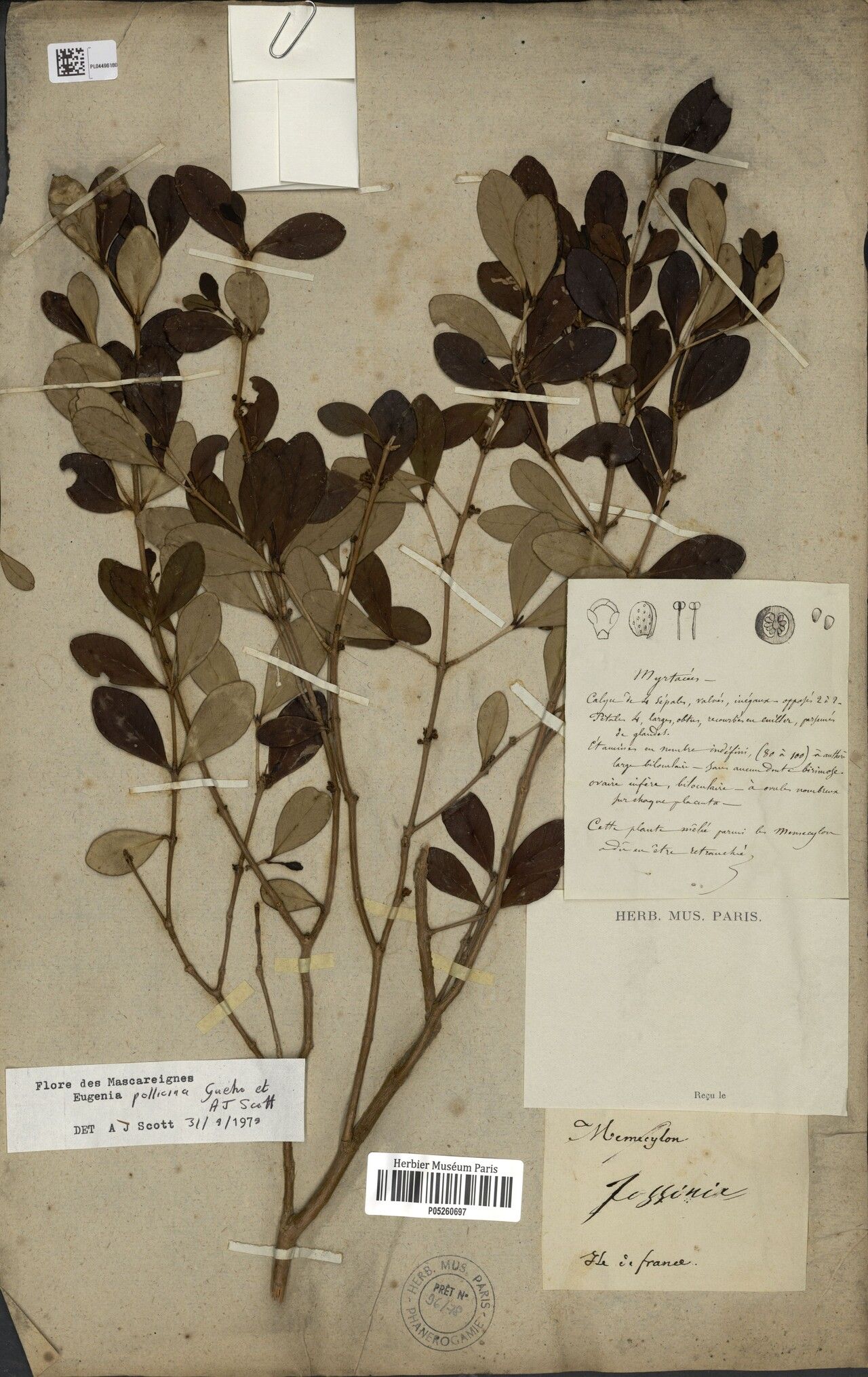 Eugenia pollicina — houseplant care guide