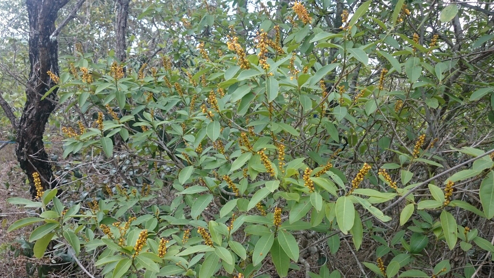 Byrsonima intermedia habit