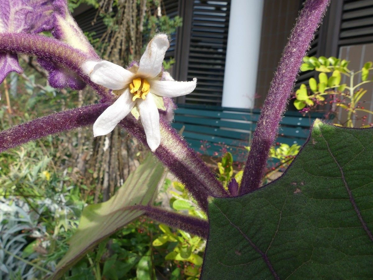 Solanum quitoense flower