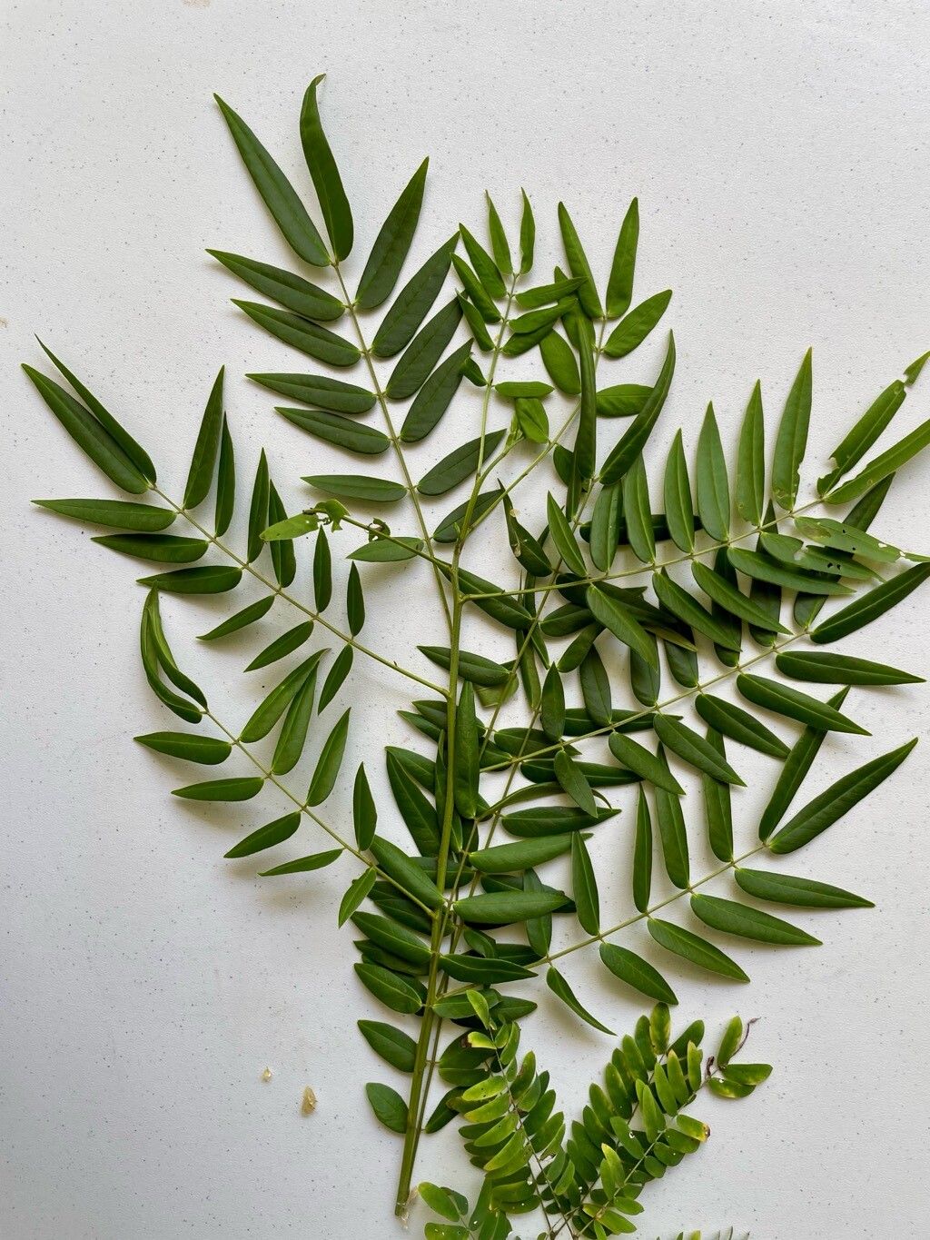 Senna ligustrina leaf