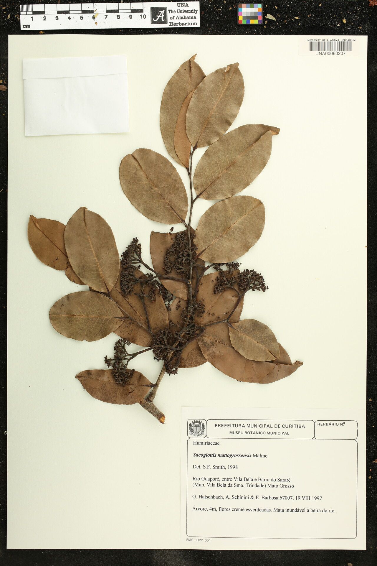 Sacoglottis mattogrossensis other