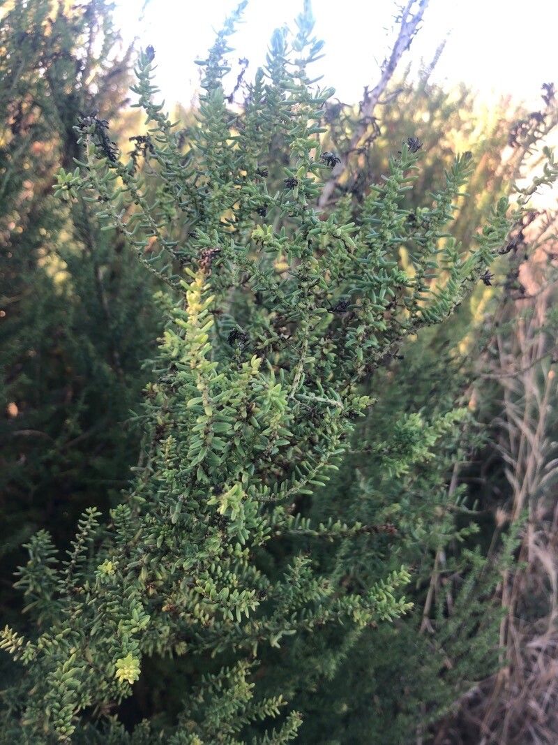 Suaeda pruinosa — search result for 'Suaeda'