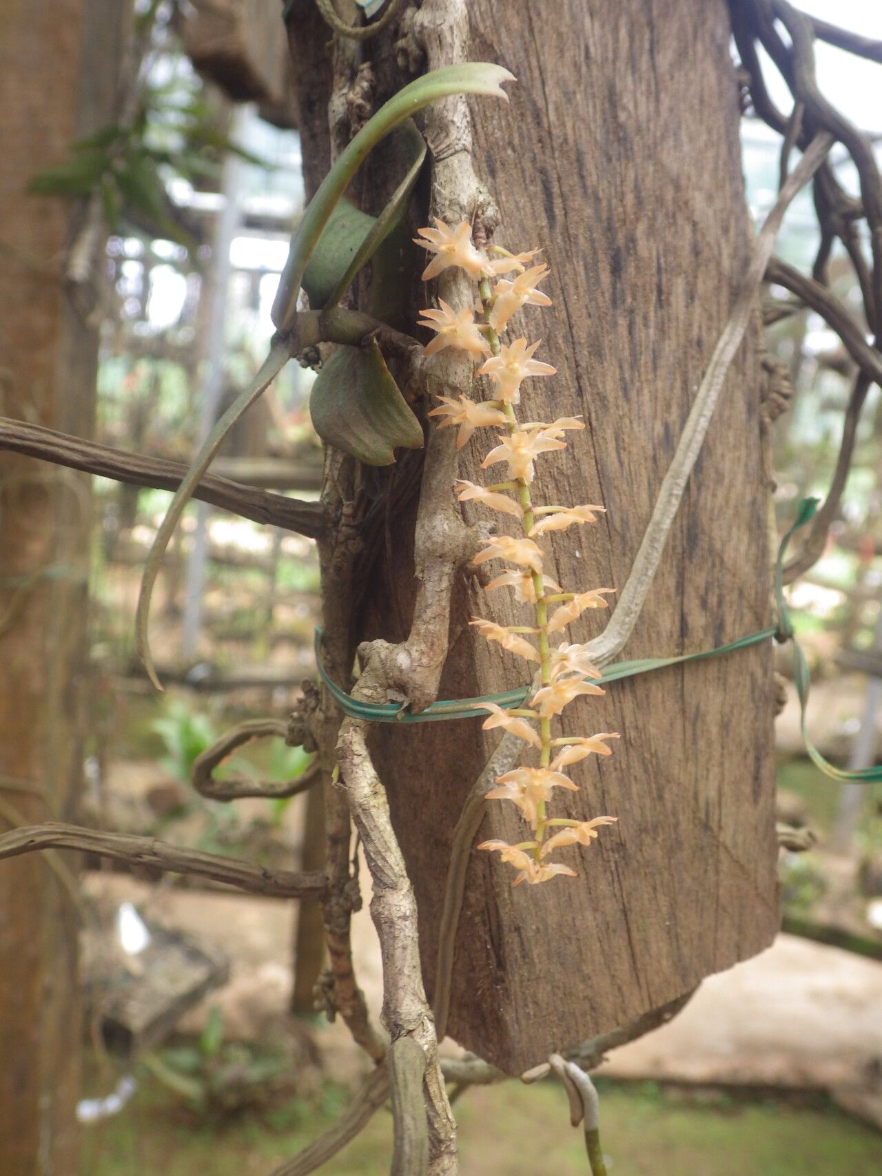 Diaphananthe bidens flower
