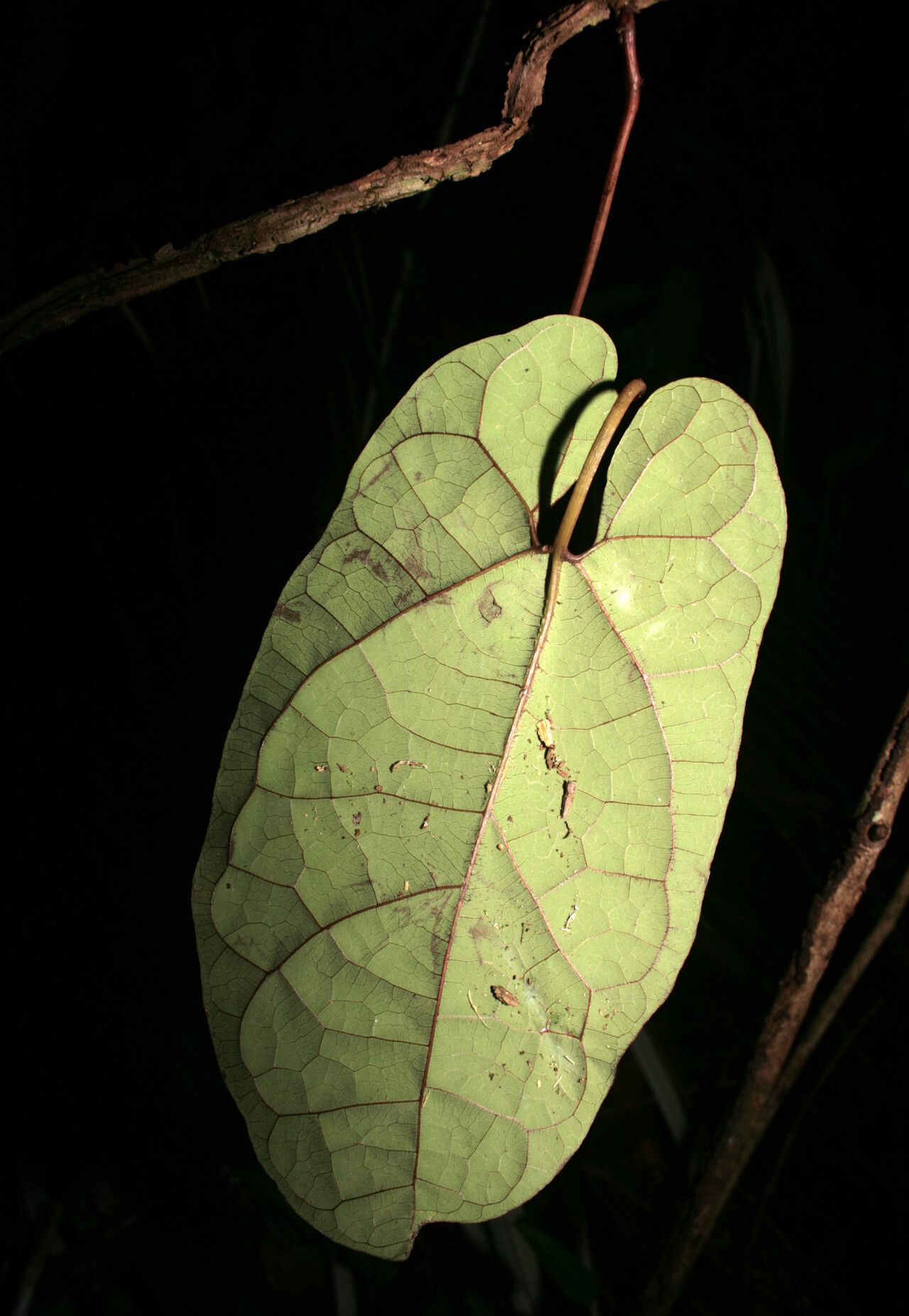 Aristolochia iquitensis leaf
