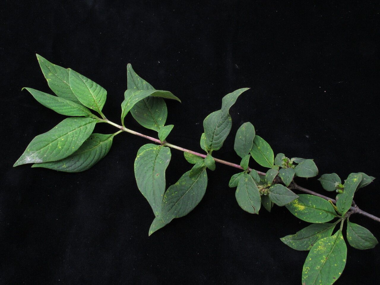 Leptodermis kumaonensis — related species from the same genus