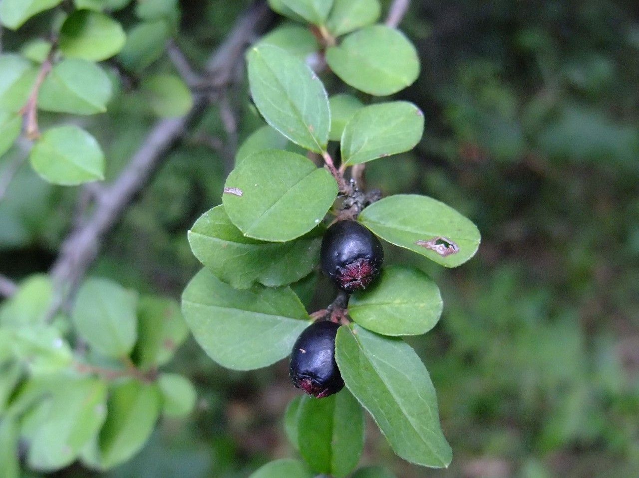 Cotoneaster nitens other
