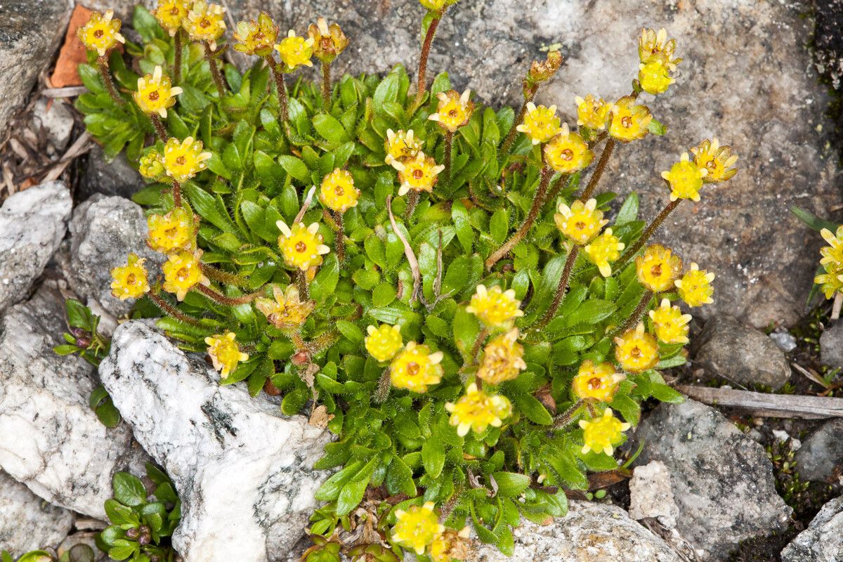 Saxifraga seguieri — search result for 'Saxifraga'