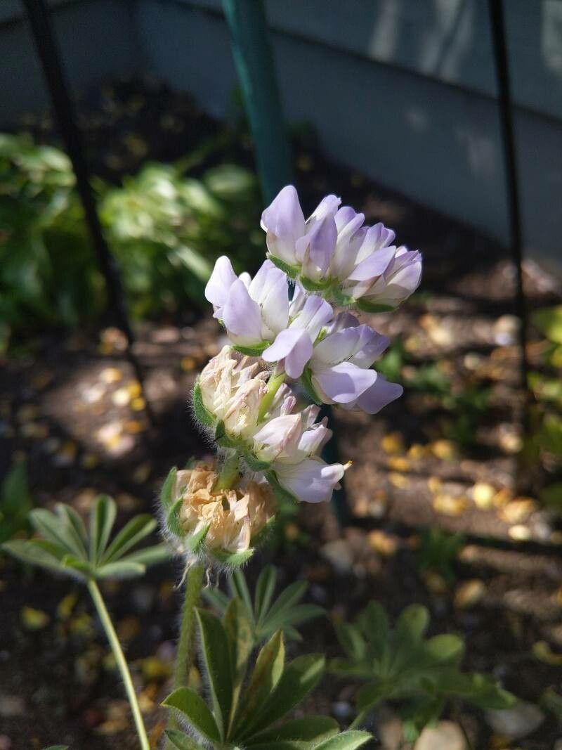 Lupinus microcarpus flower