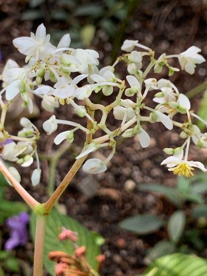 Begonia sericoneura flower