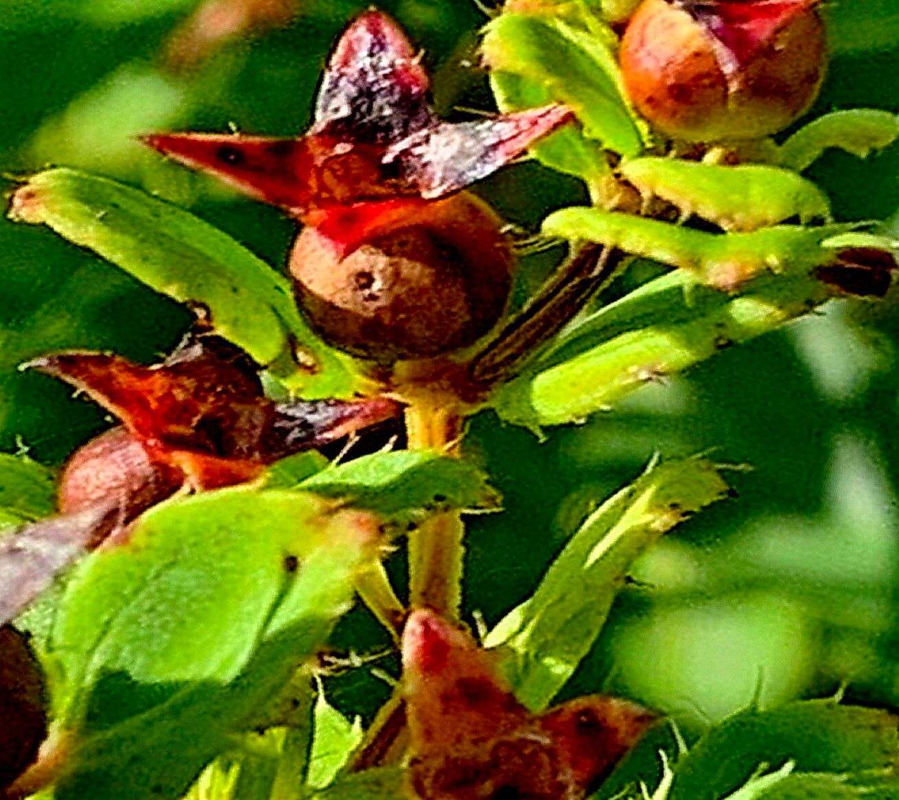 Rhexia petiolata — houseplant care guide