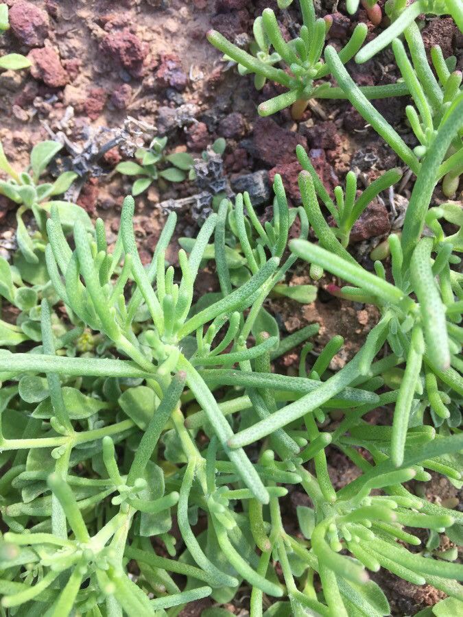 Suaeda splendens — search result for 'Suaeda'