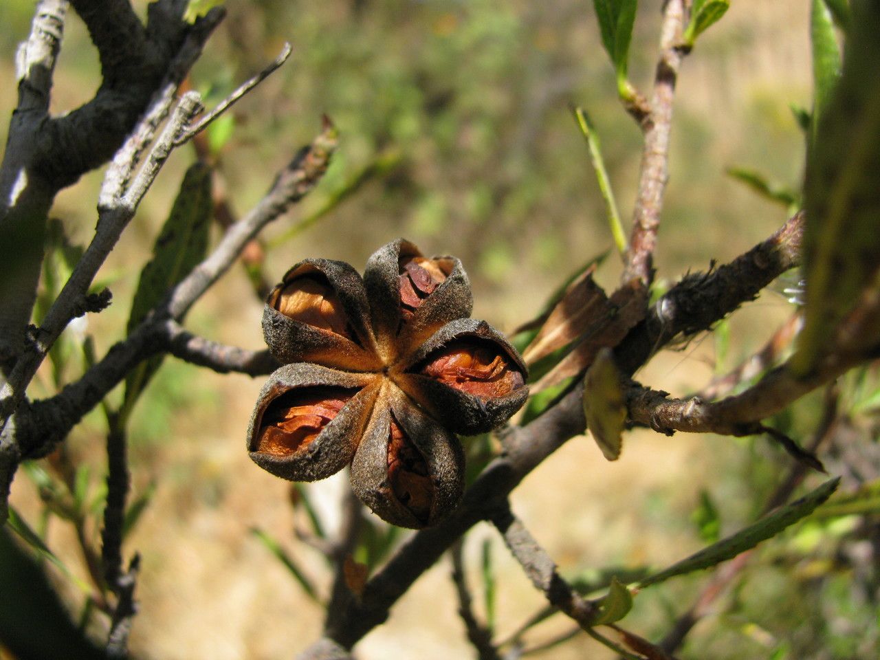 Kageneckia lanceolata fruit
