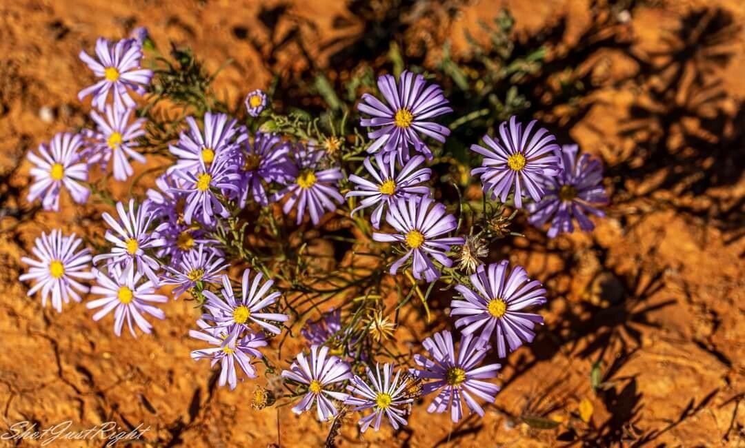 Machaeranthera tanacetifolia flower