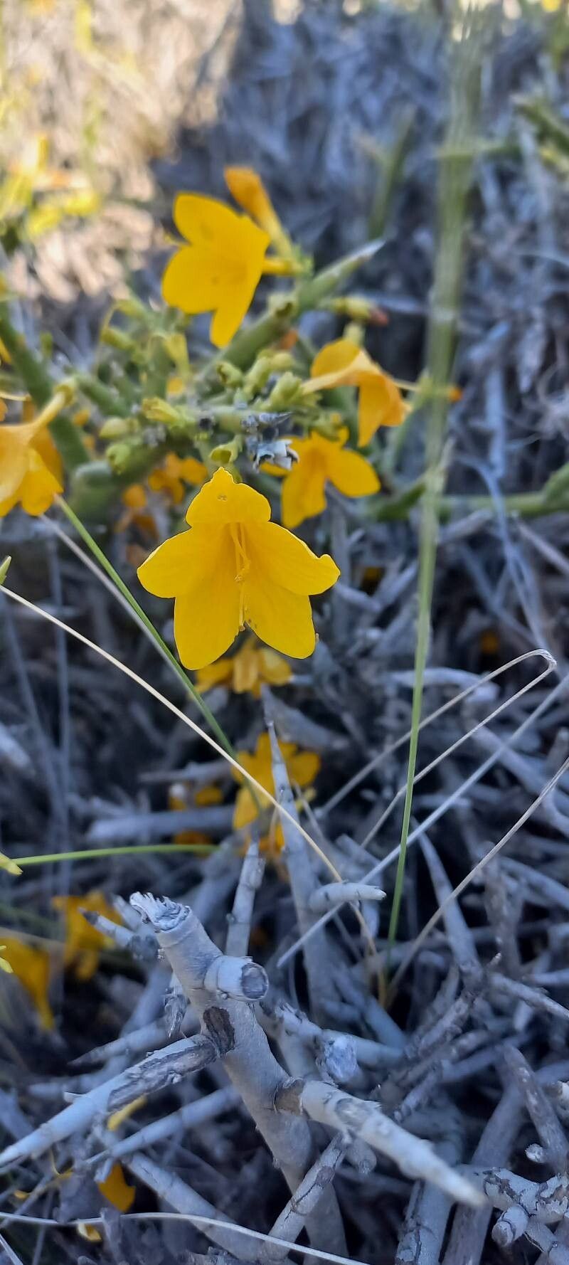 Menodora robusta — related species from the same genus
