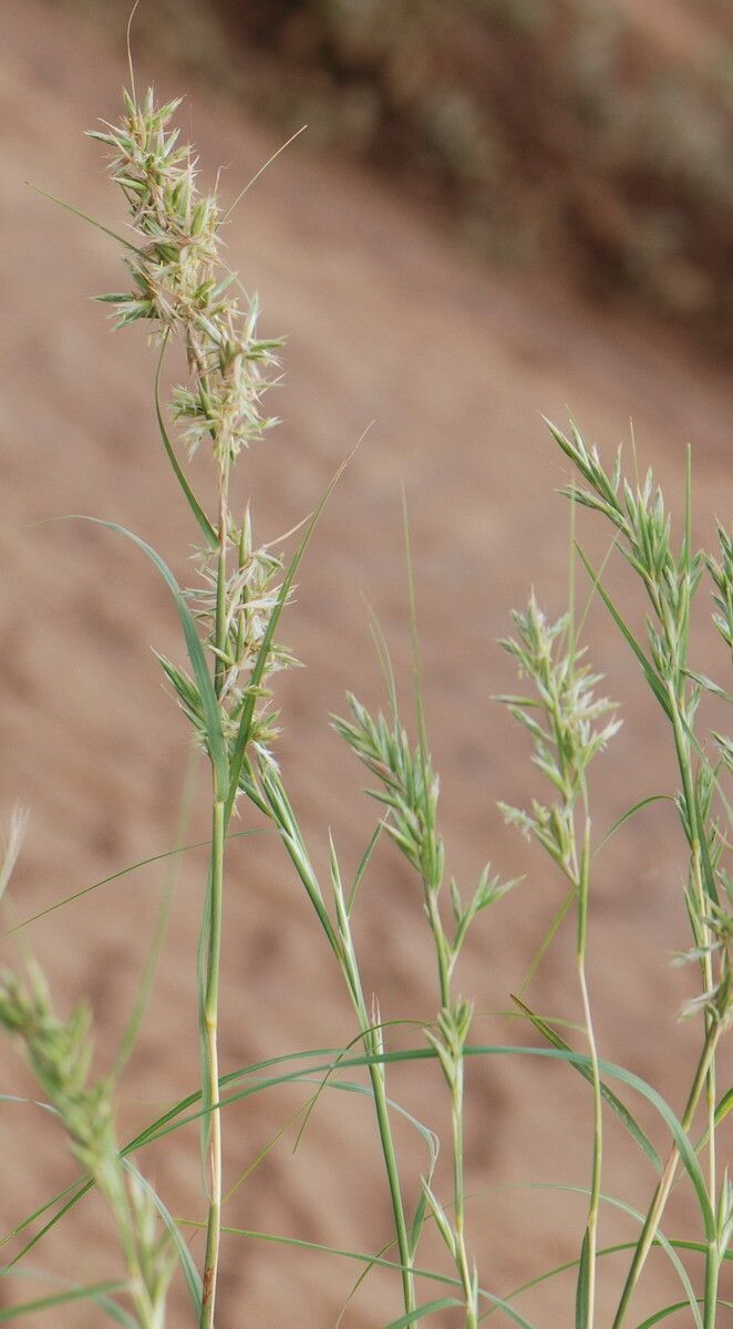 Cymbopogon schoenanthus leaf