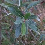 Salix alba