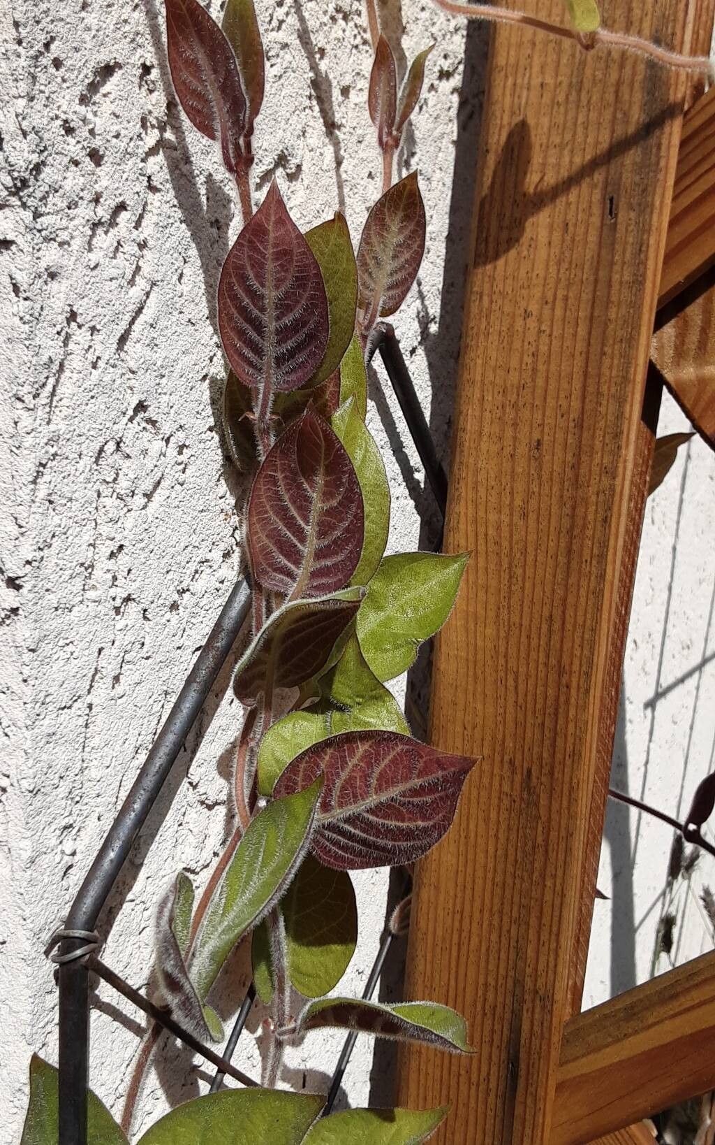 Paederia lanuginosa — houseplant care guide