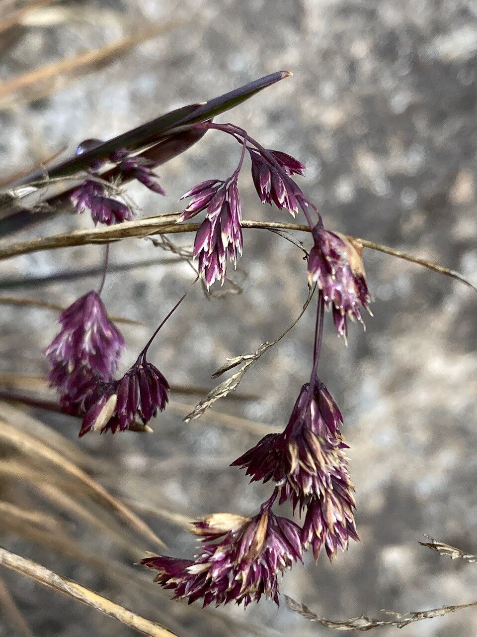 Poa cucullata flower