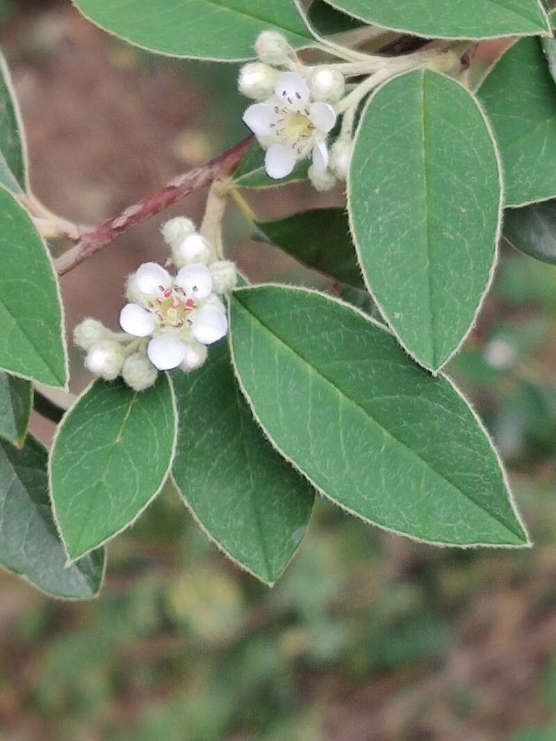 Cotoneaster pannosus flower
