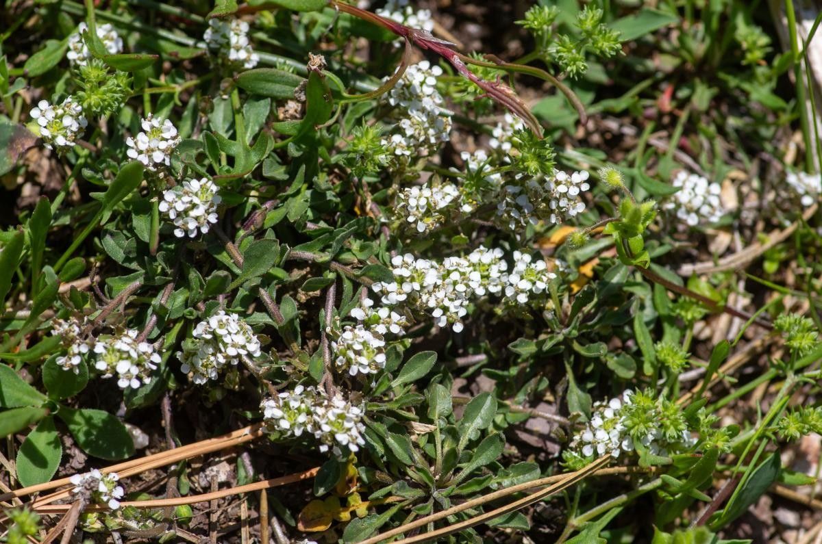 Lepidium oxyotum habit