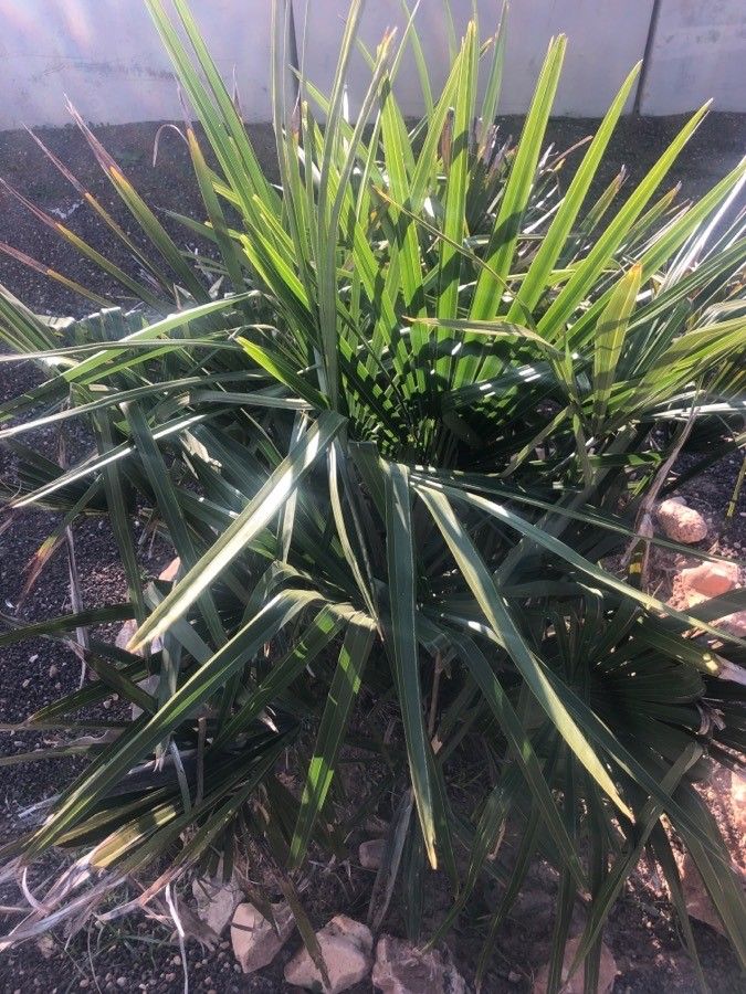 Rhapidophyllum hystrix — search result for 'Alabama'