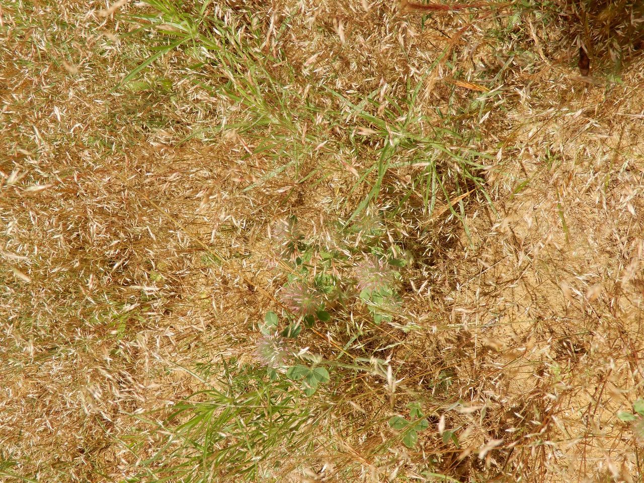 Corynephorus divaricatus habit