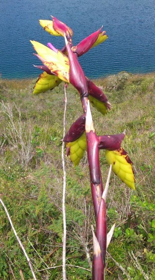 Tillandsia lajensis flower