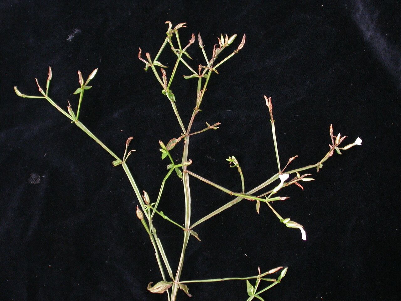 Canscora alata habit