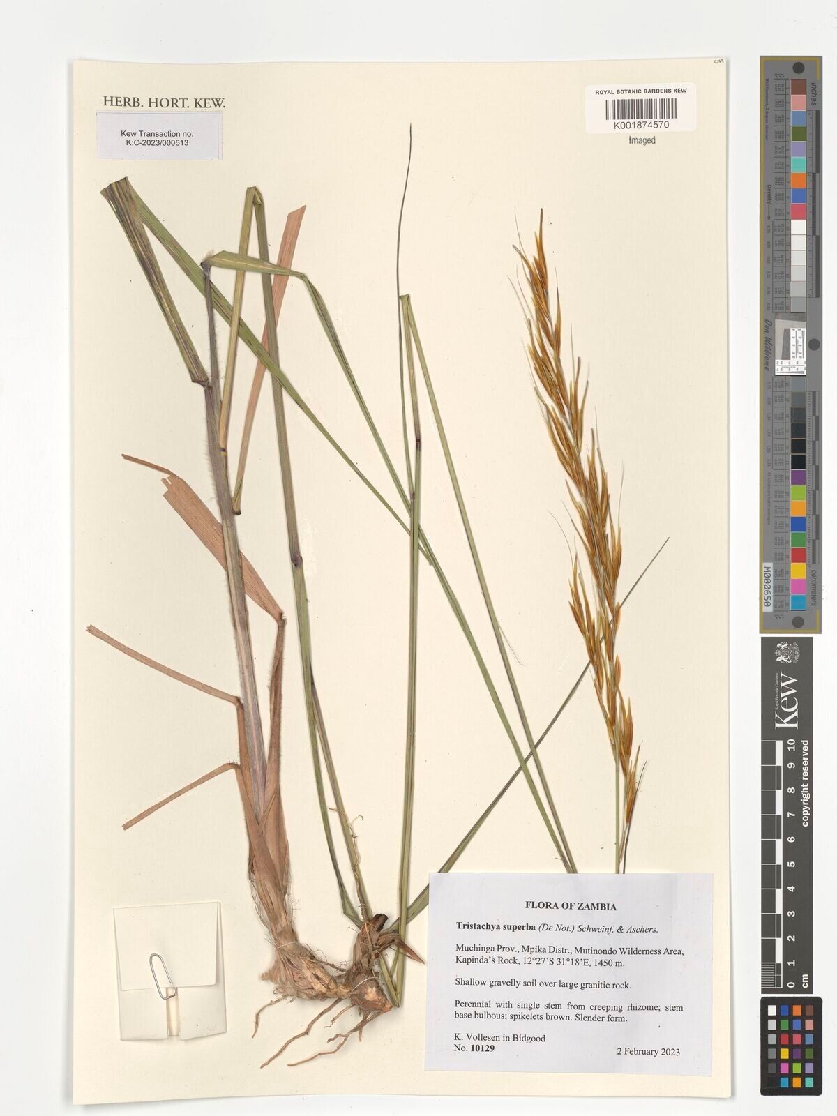 Tristachya superba — houseplant care guide