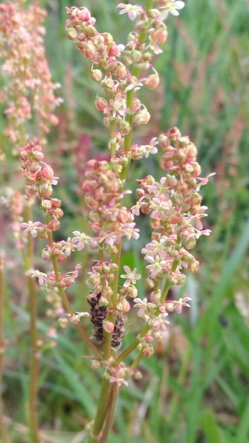 Rumex thyrsoides fruit