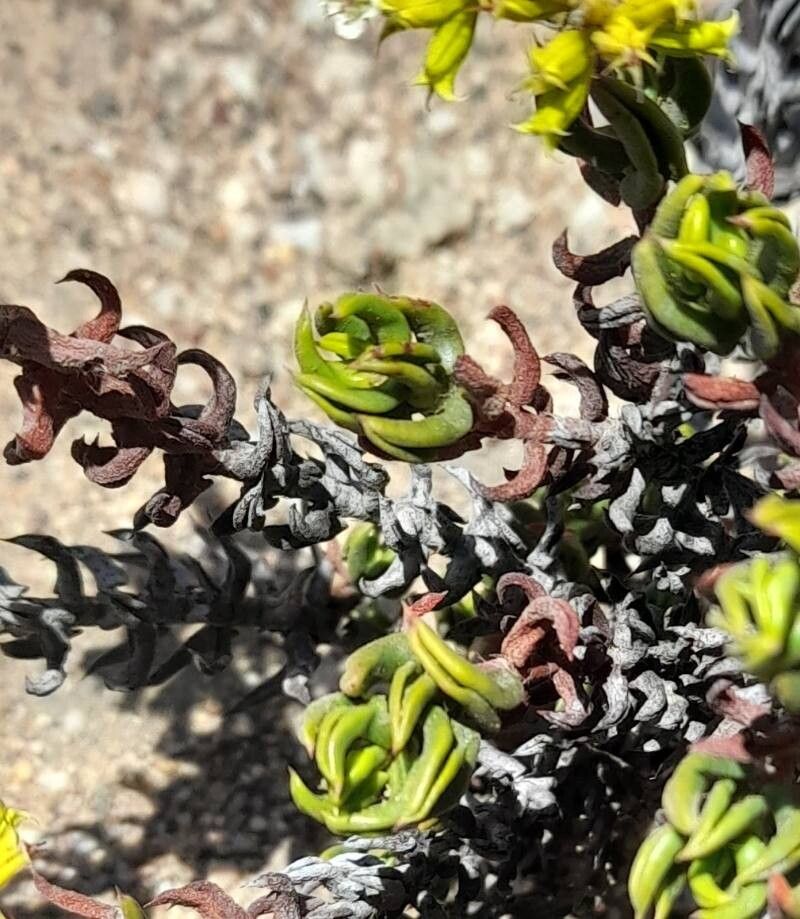 Chorizanthe mieresii — houseplant care guide